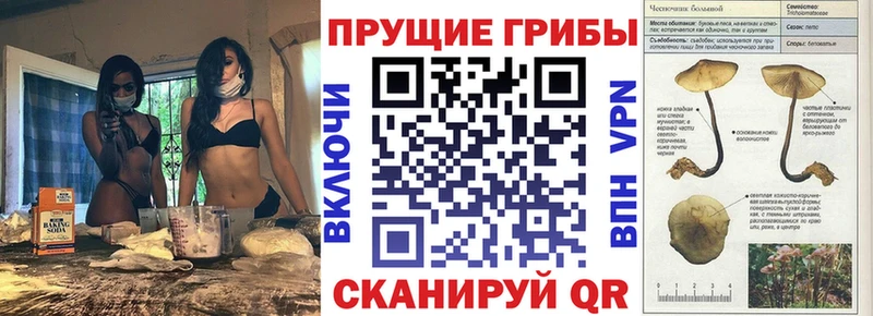 хочу наркоту  Георгиевск  Галлюциногенные грибы Psilocybe 